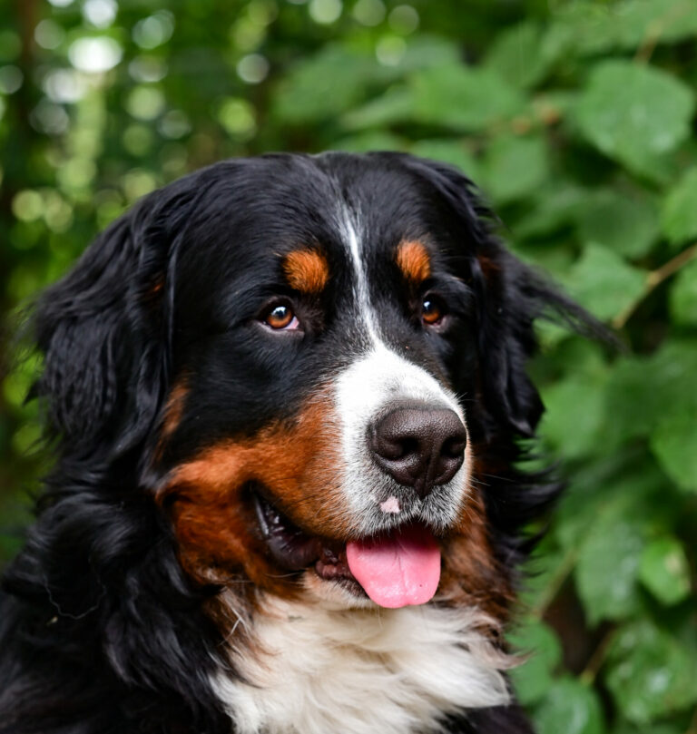 Unser Schulhund Tony